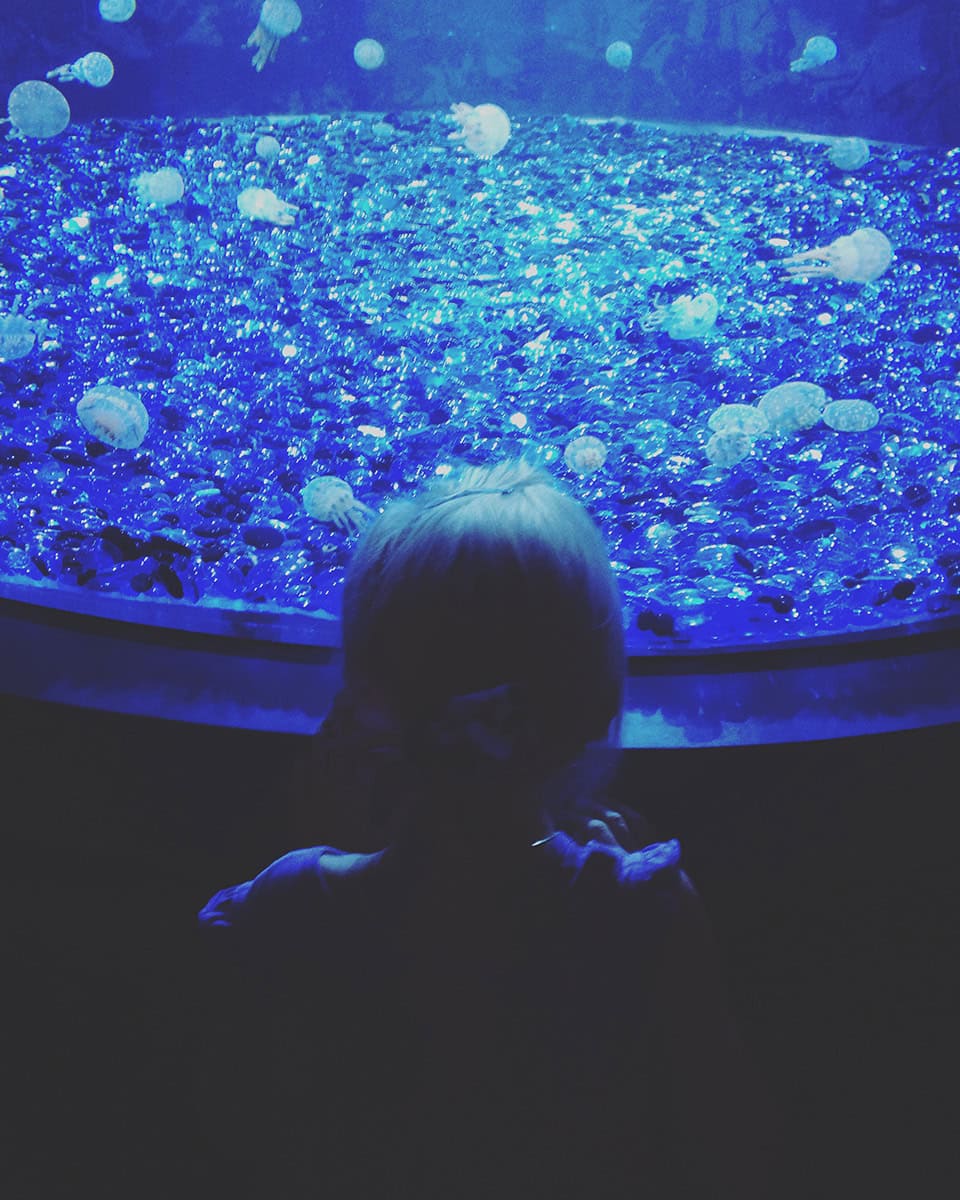 OdySea Aquarium Review Phoenix With Kids